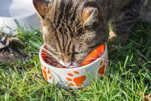 מהי שיטת cat לטיפול באוטיזם?