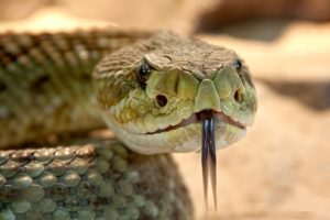 הנחשים הנפוצים בישראל