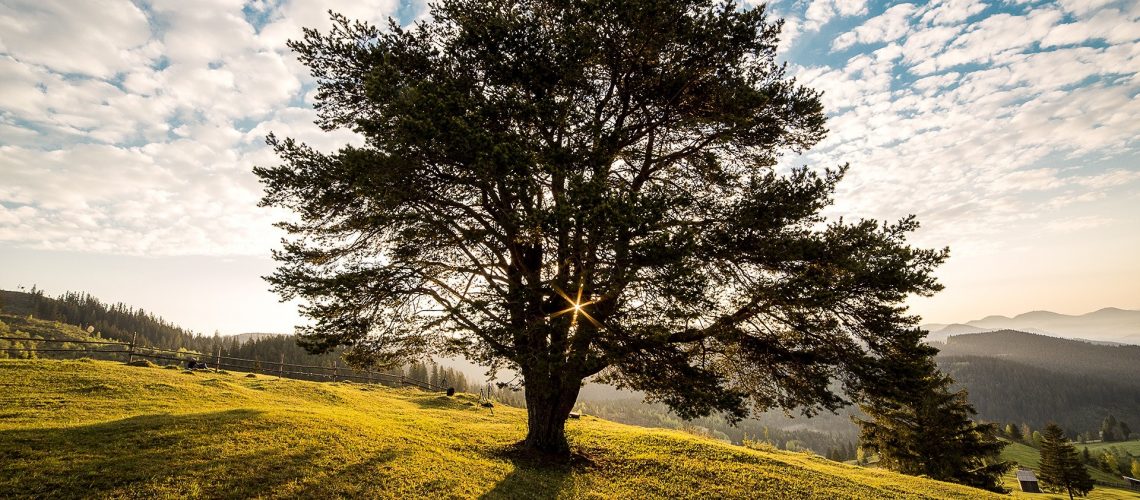 dawn-nature-tree-romania-56875